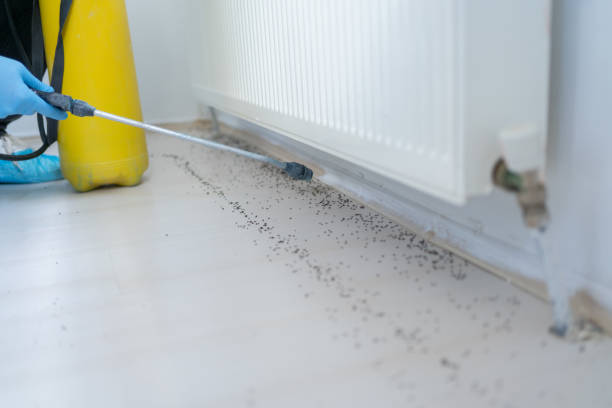 Best Pest Control Near Me in Ampere North, NJ